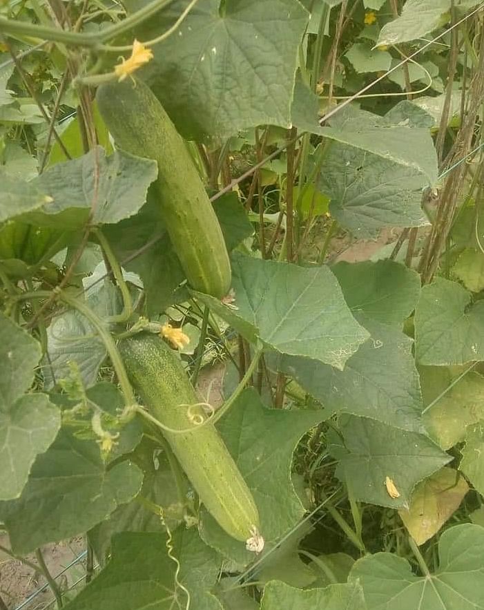 Cucumber