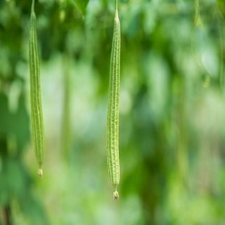 Ridgegourd