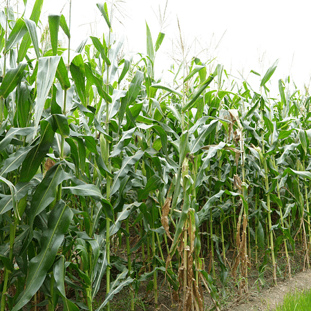 Maize (Fodder)