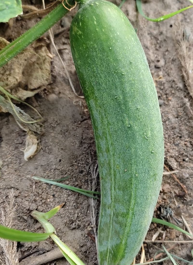 Cucumber