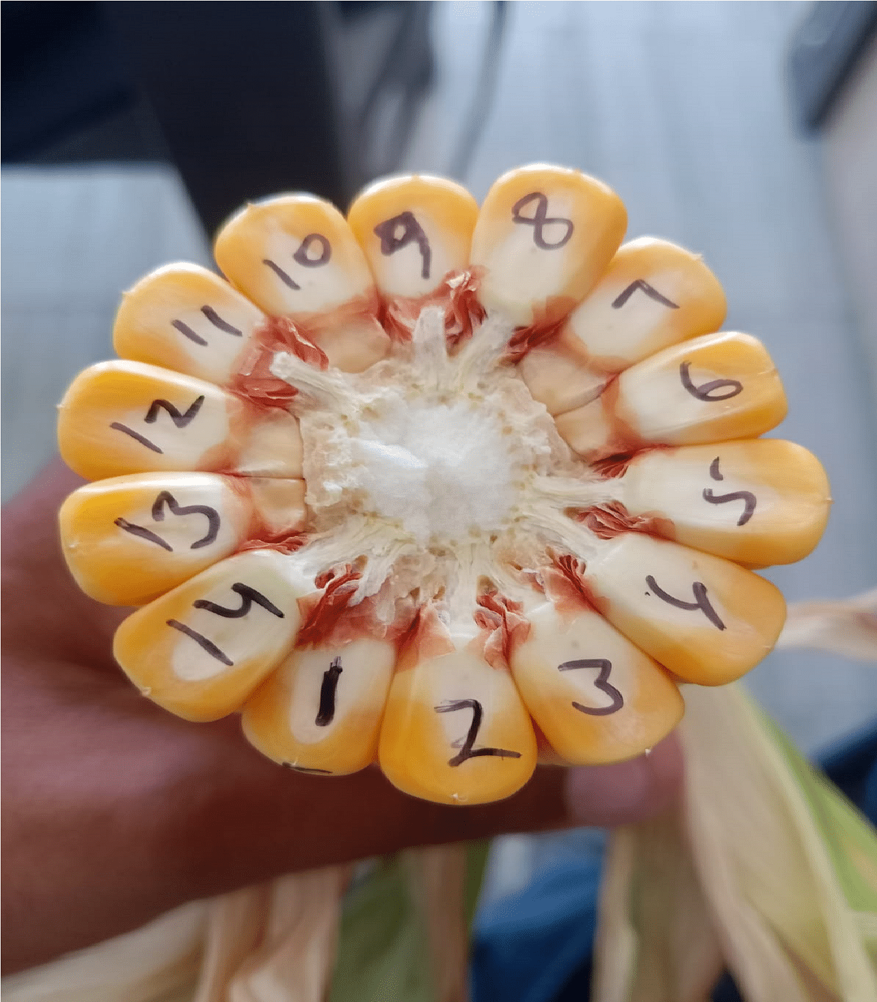 Maize