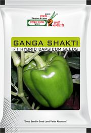  गंगा शक्ति , Best Capsicum Seeds,  Thumbnail Image