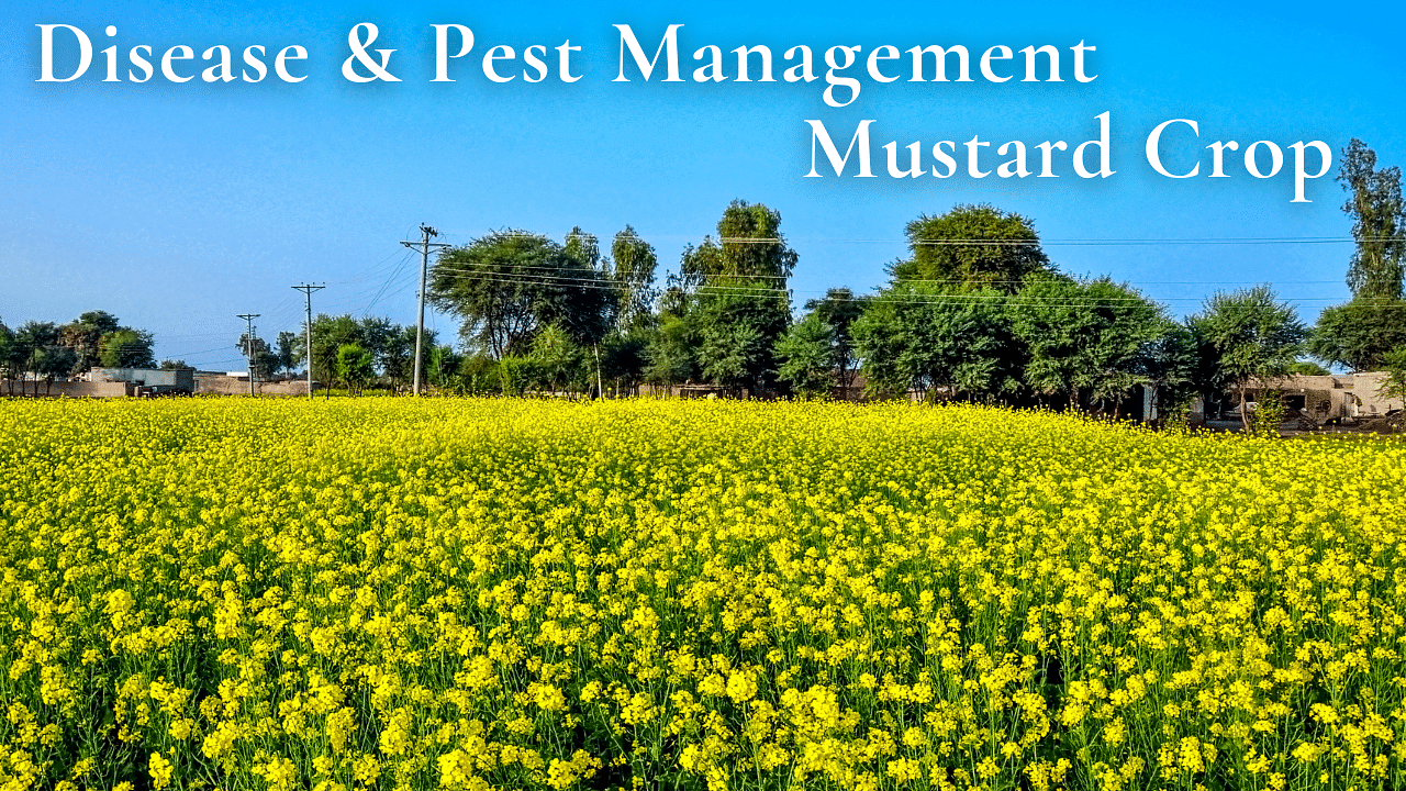 Disease and Pest Management in Mustard Crop