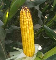 Sx-201, Best Maize Seeds,  Thumbnail Image