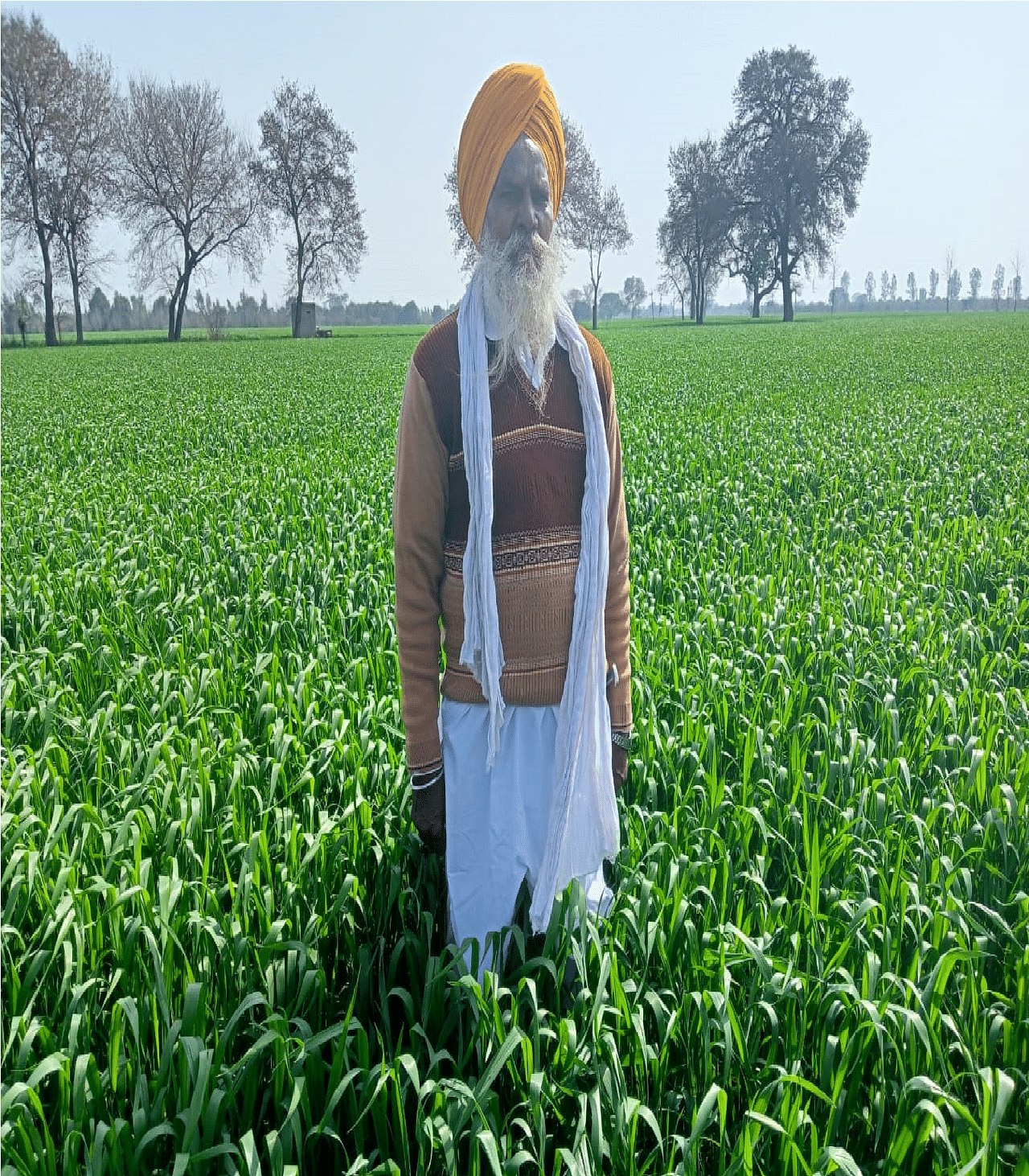 गेहूं /Wheat