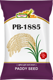 PB 1885, Best Paddy Seeds,  Thumbnail Image