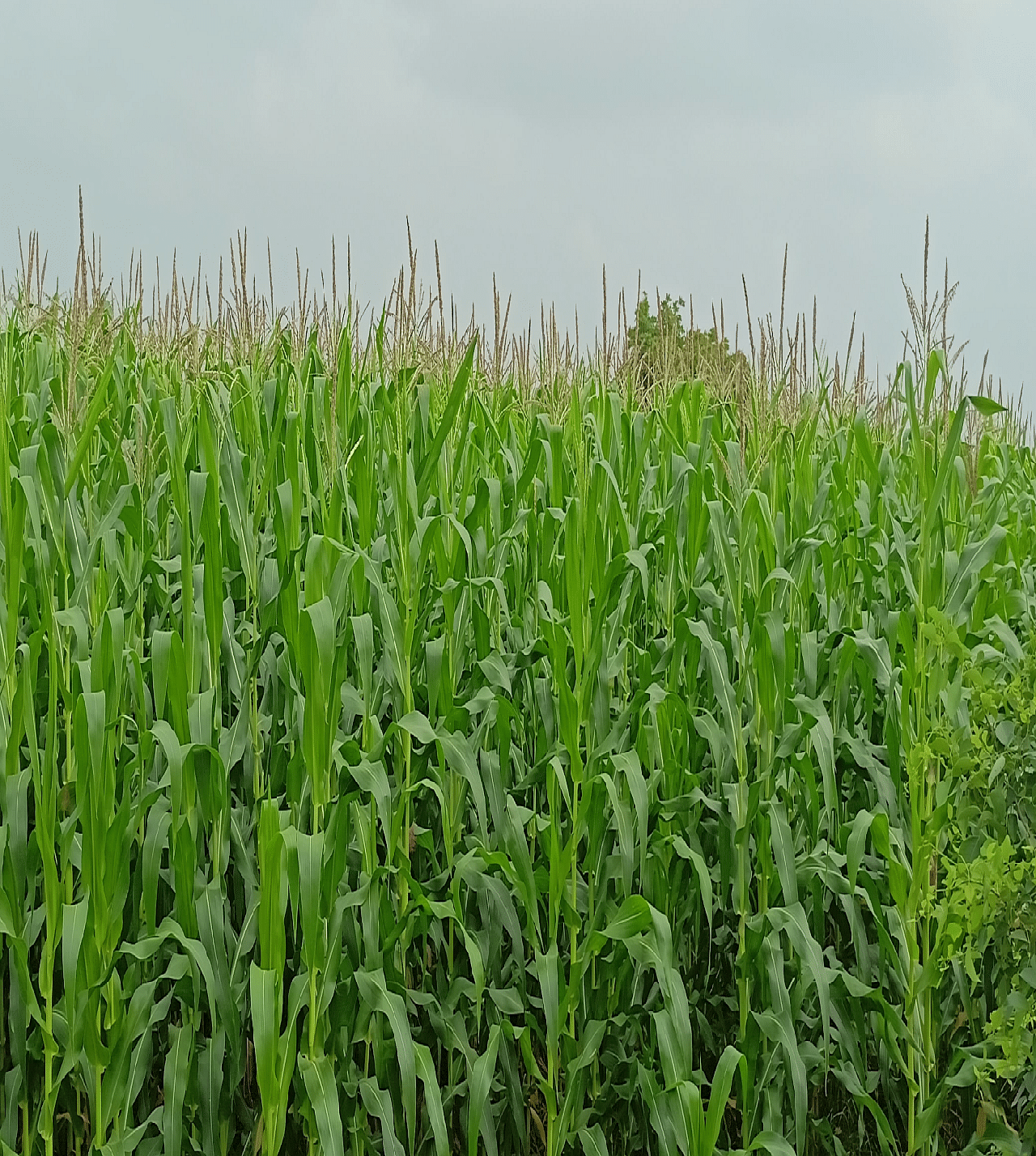 Maize