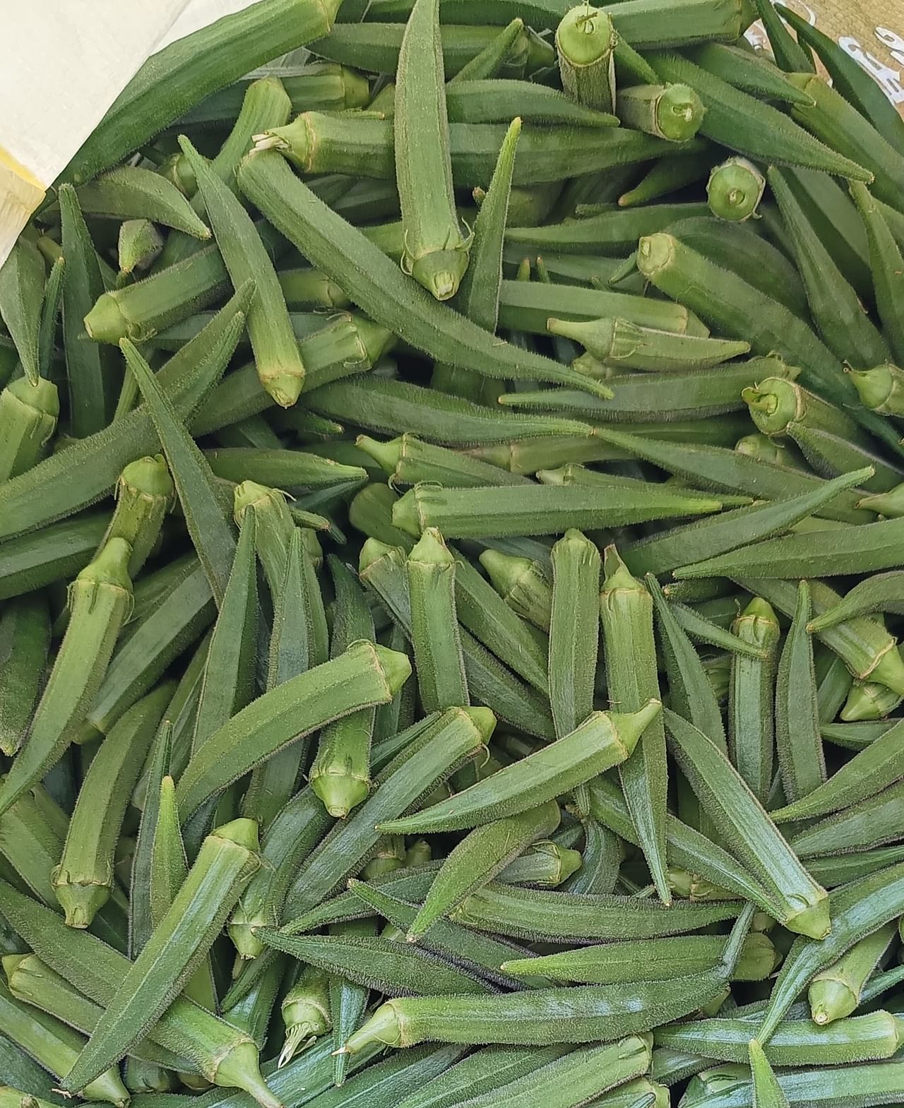 Okra