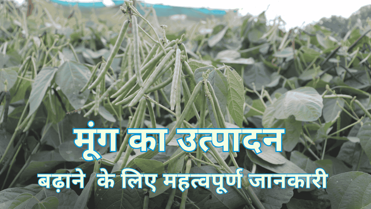 Package and Practices of Moong Cultivation