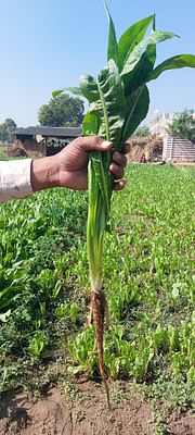 Chic-Chic, Best Chicory Seeds,  Thumbnail Image