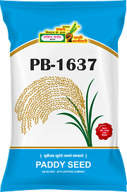 PB-1637, Best Paddy Seeds,  Thumbnail Image