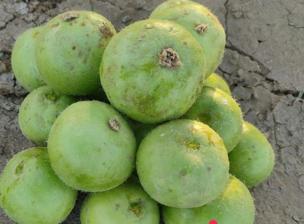 Tinda   ( टिंडा )