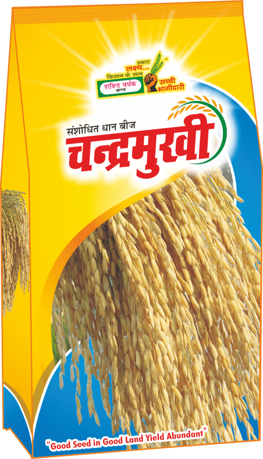 चन्द्रमुखी , Best Paddy Seeds, 