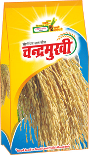 चन्द्रमुखी , Best Paddy Seeds,  Thumbnail Image