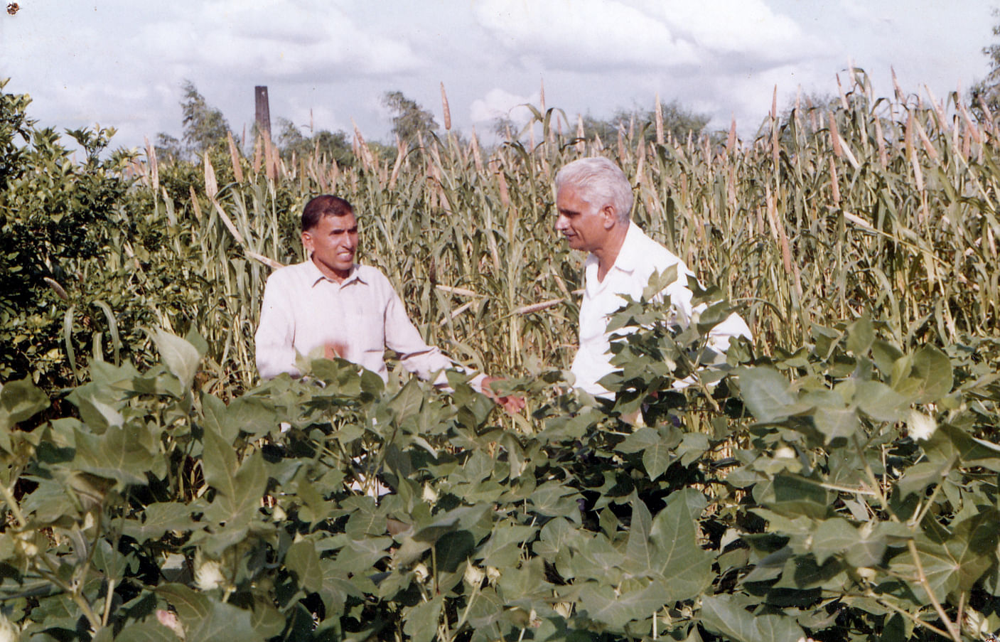 HS-6 American Cotton Seed (CCS HAU) Doctor Visit, July 1992