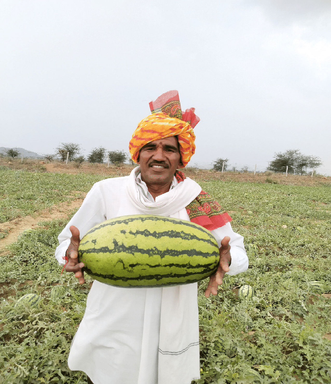 Watermelon 