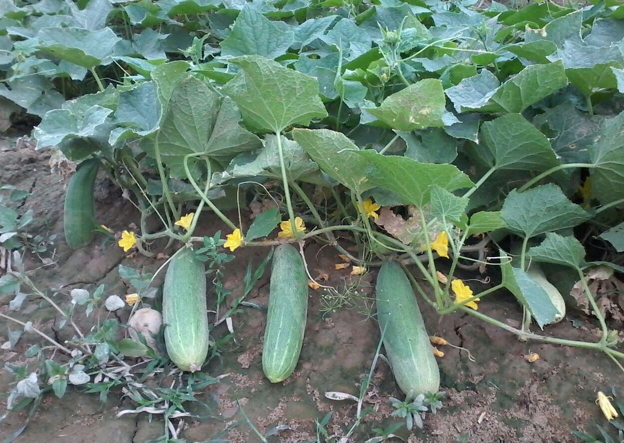 Cucumber