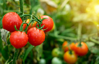 Vegetable Crops