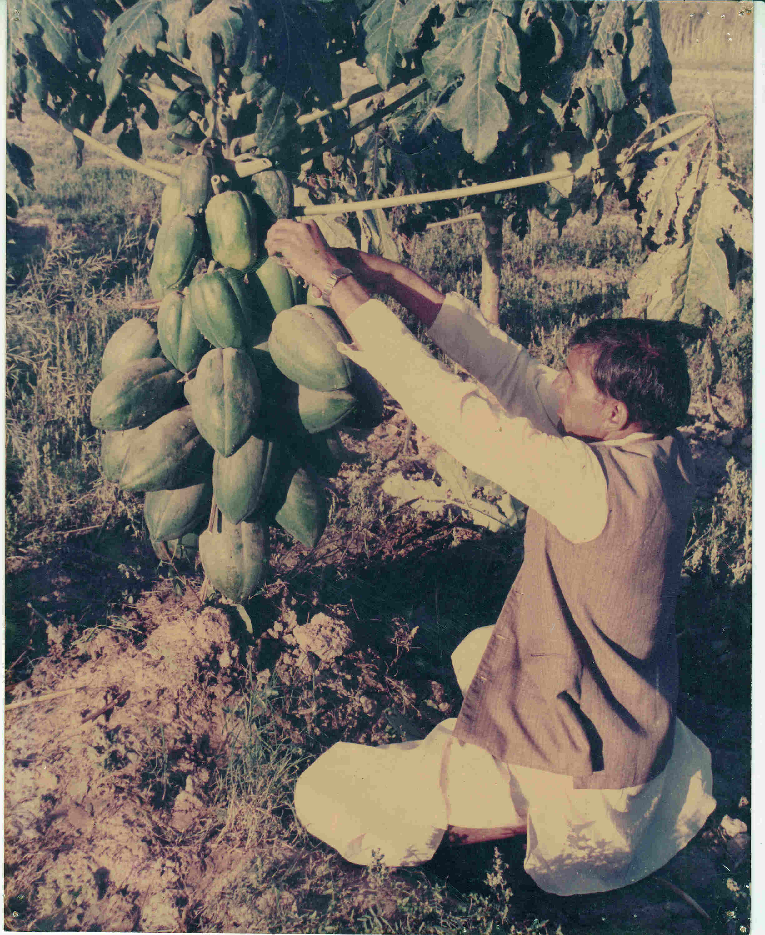 Pusa Dwarf (Papaya) plantation: March 1987