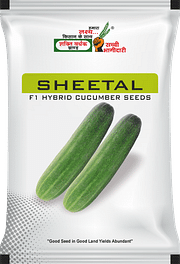 शीतल, Best Cucumber Seeds,  Thumbnail Image