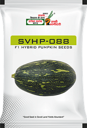 SVHP-088, Best Pumpkin Seeds,  Thumbnail Image