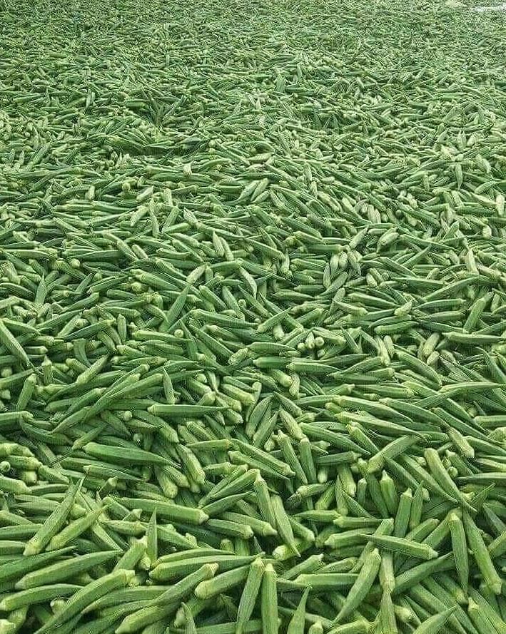 Okra