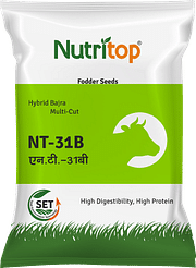 NT-31B , Best Bajra (Fodder) Seeds,  Thumbnail Image