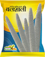 Balshali, Best Bajra Seeds,  Thumbnail Image