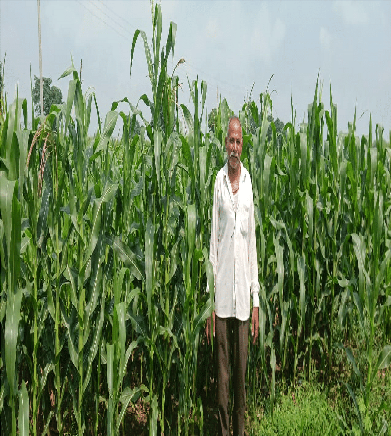 Maize