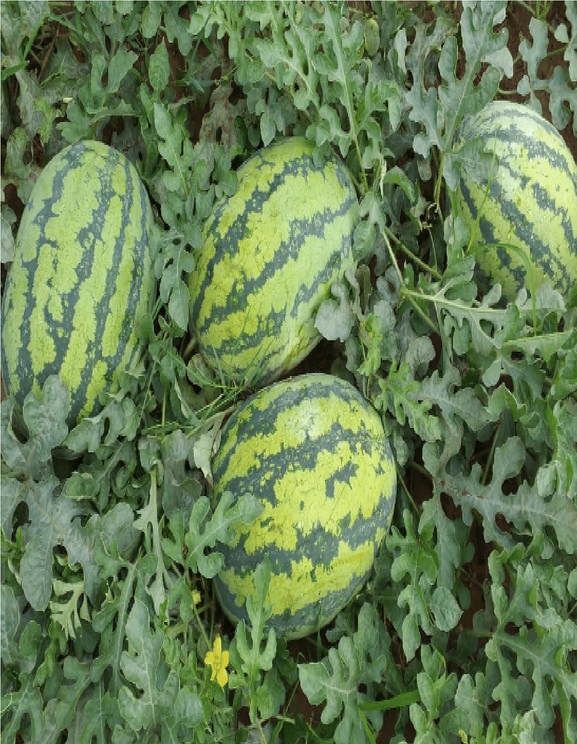 Watermelon 