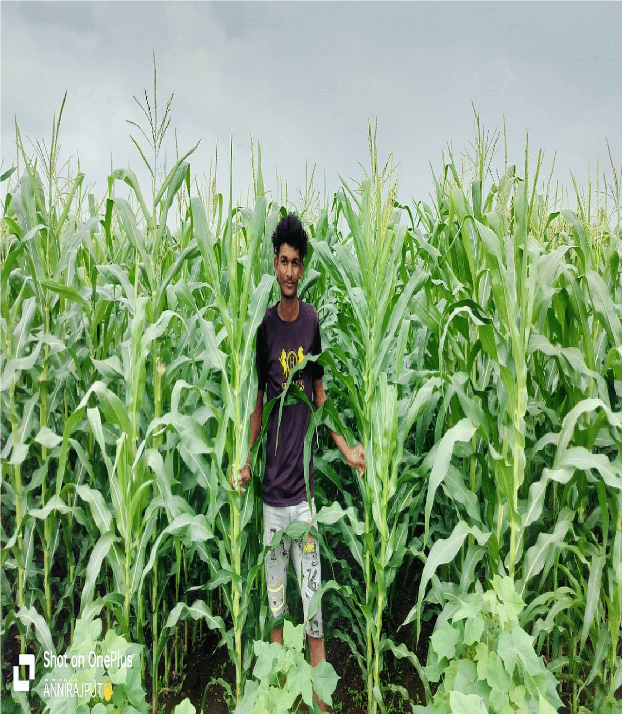 Maize