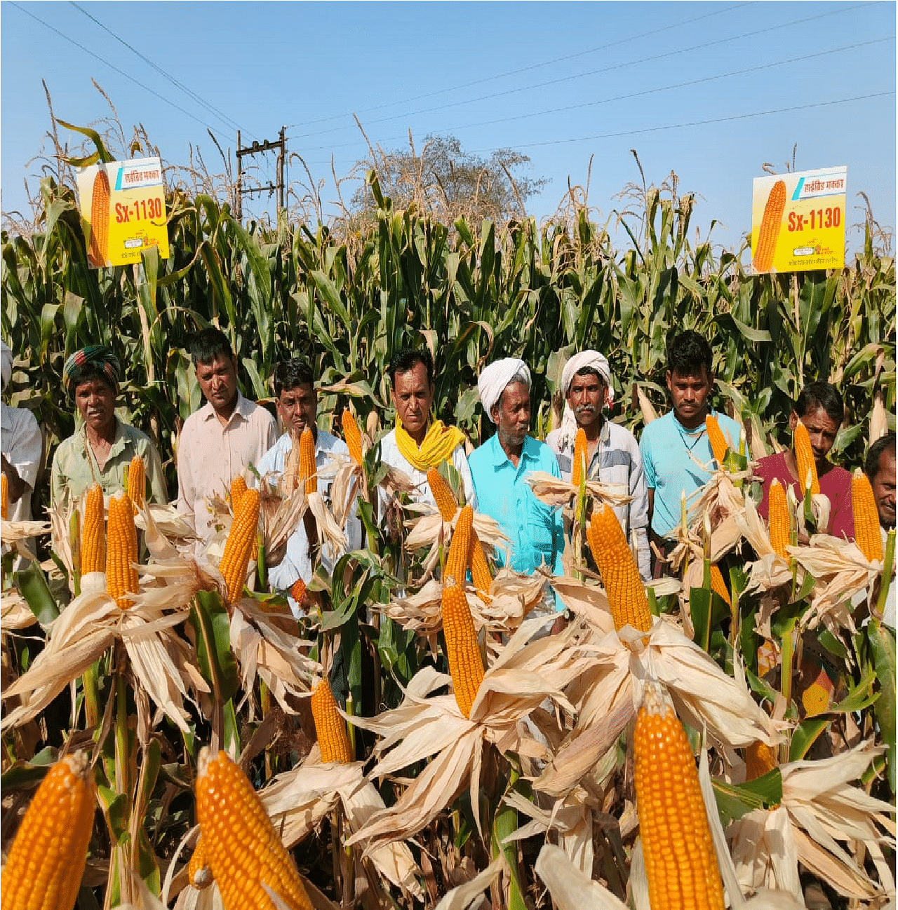 Maize