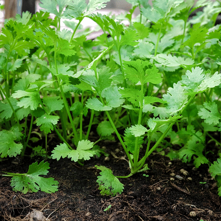 Coriander