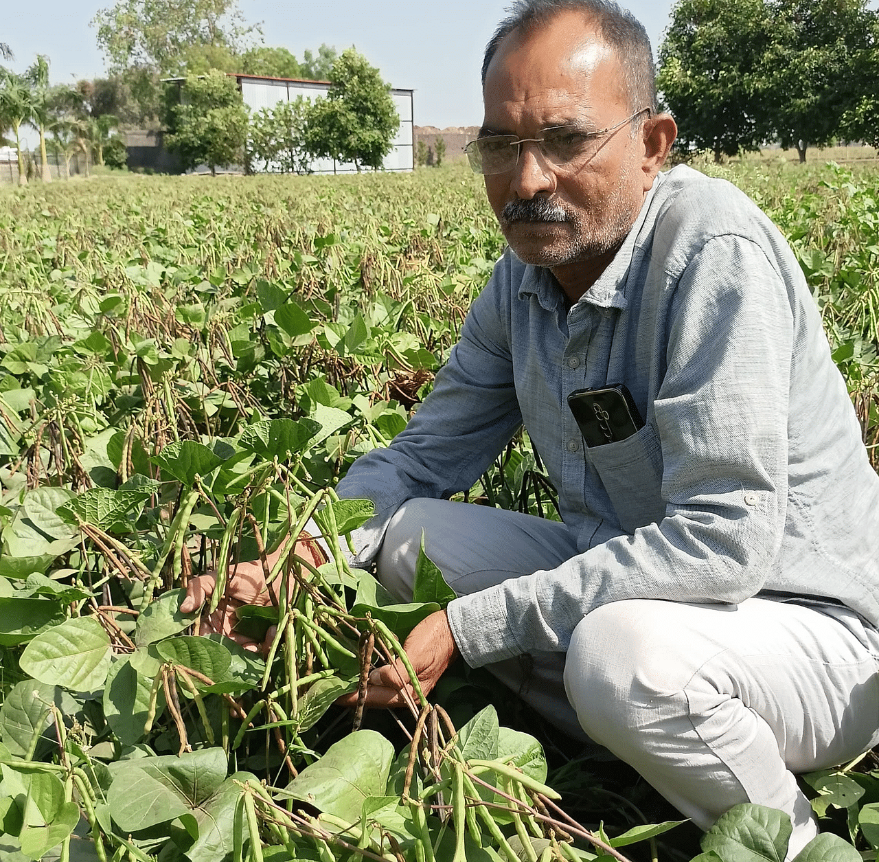 Moong ( मूंग )