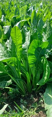 Chic-Chic, Best Chicory Seeds,  Thumbnail Image