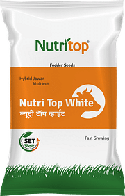 Nutri Top White, Best Jowar Seeds,  Thumbnail Image