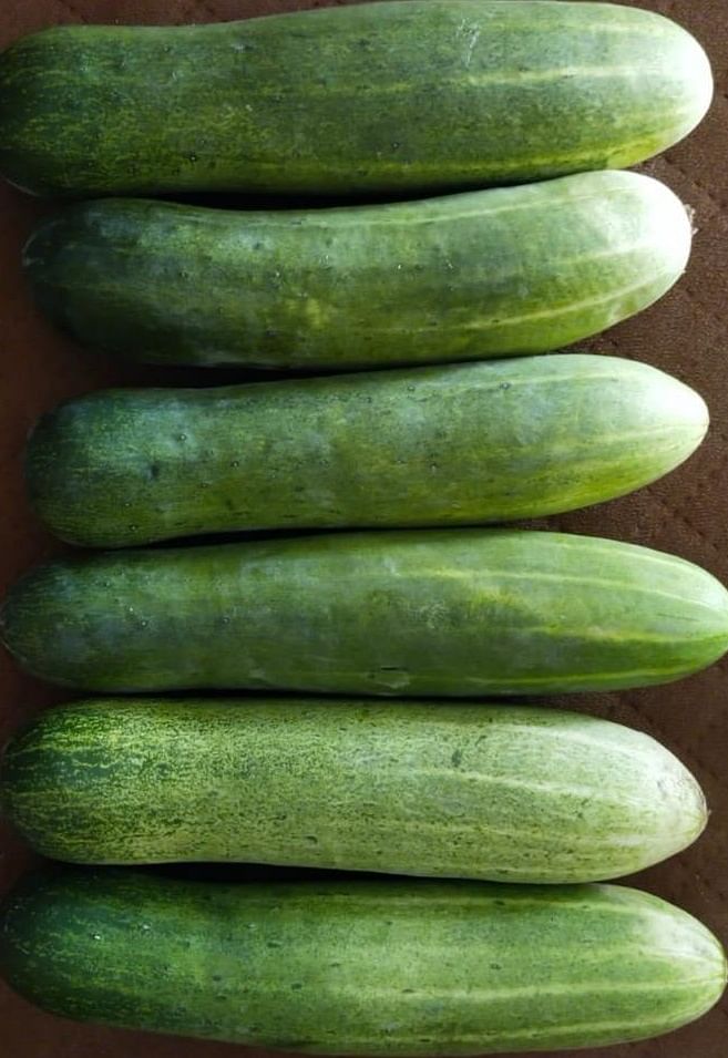 Cucumber