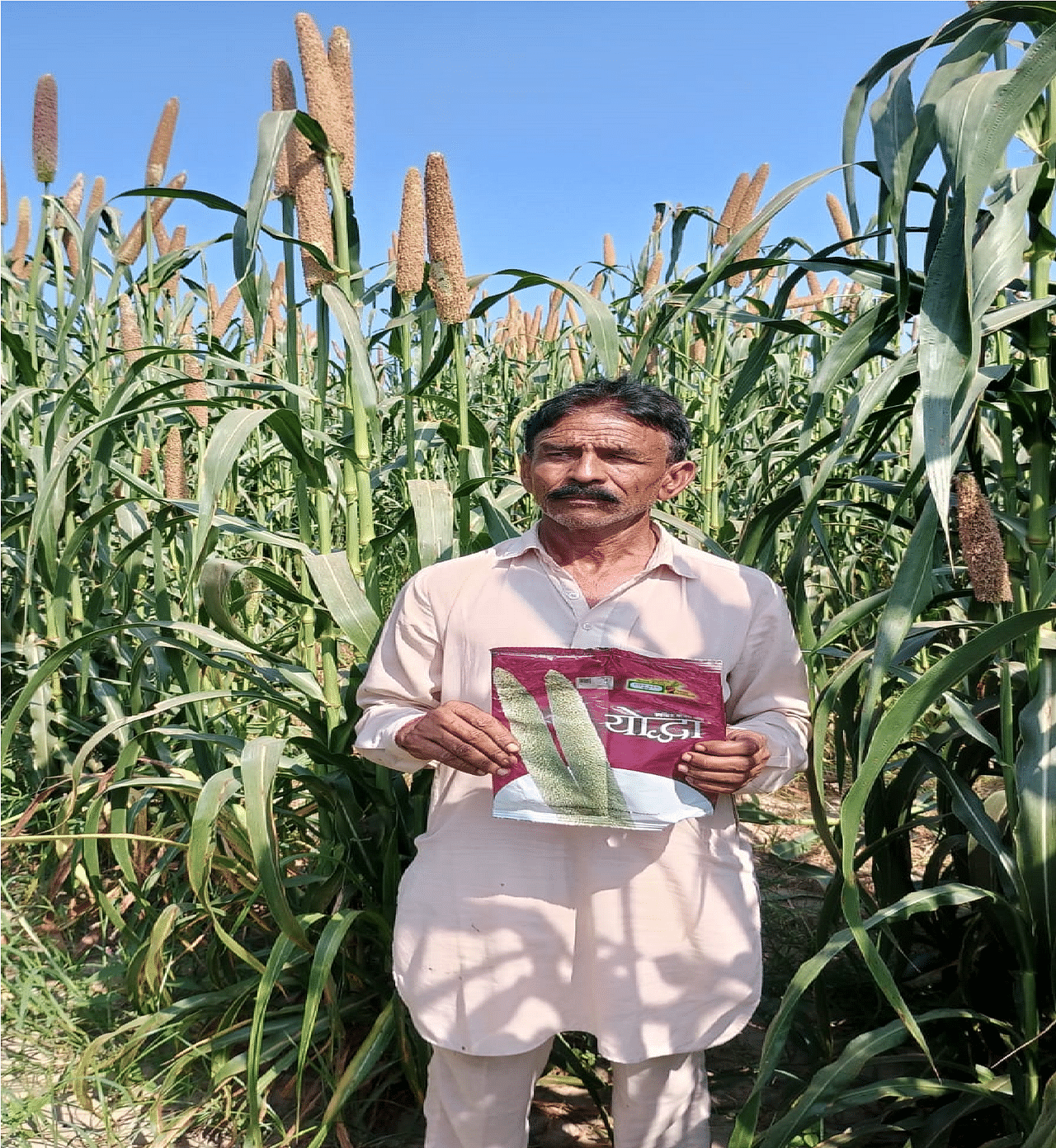 बाजरा (Bajra)