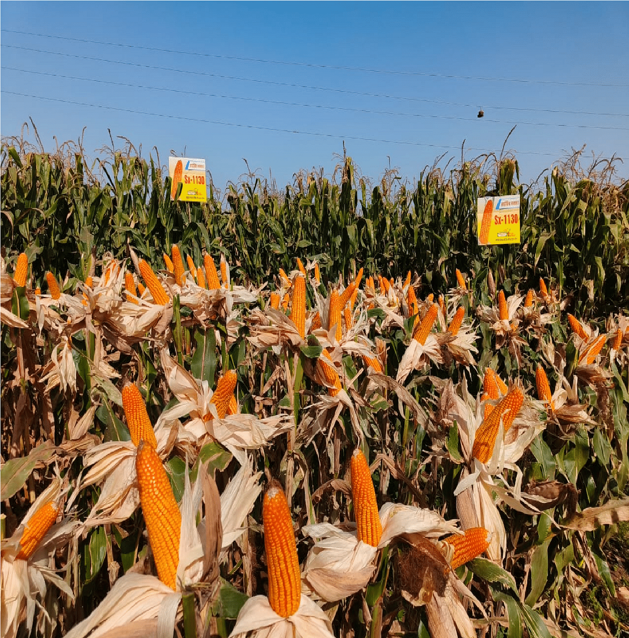 Maize