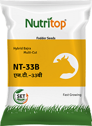 NT-33B, Best Bajra (Fodder) Seeds,  Thumbnail Image