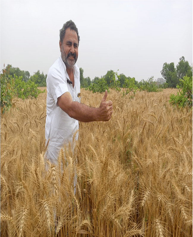 Wheat  Gallery