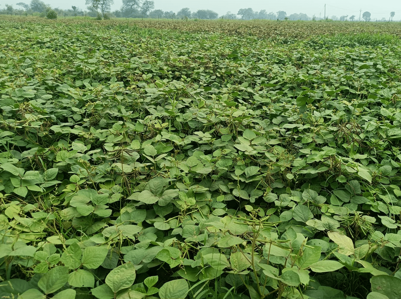 Moong ( मूंग )