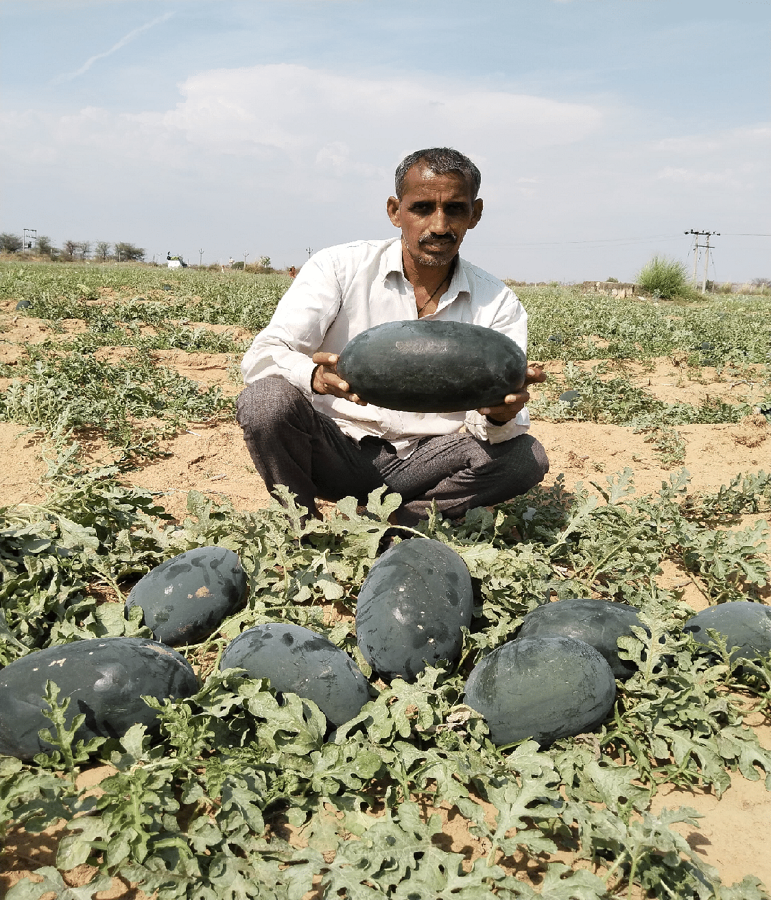 Watermelon 