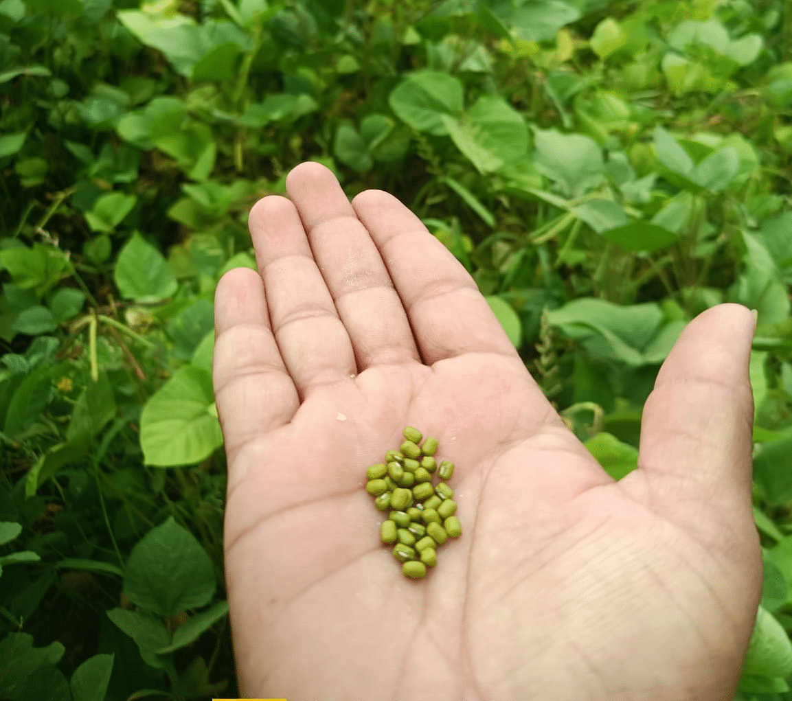 Moong ( मूंग )