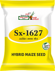 Sx-1627, Best Maize Seeds,  Thumbnail Image