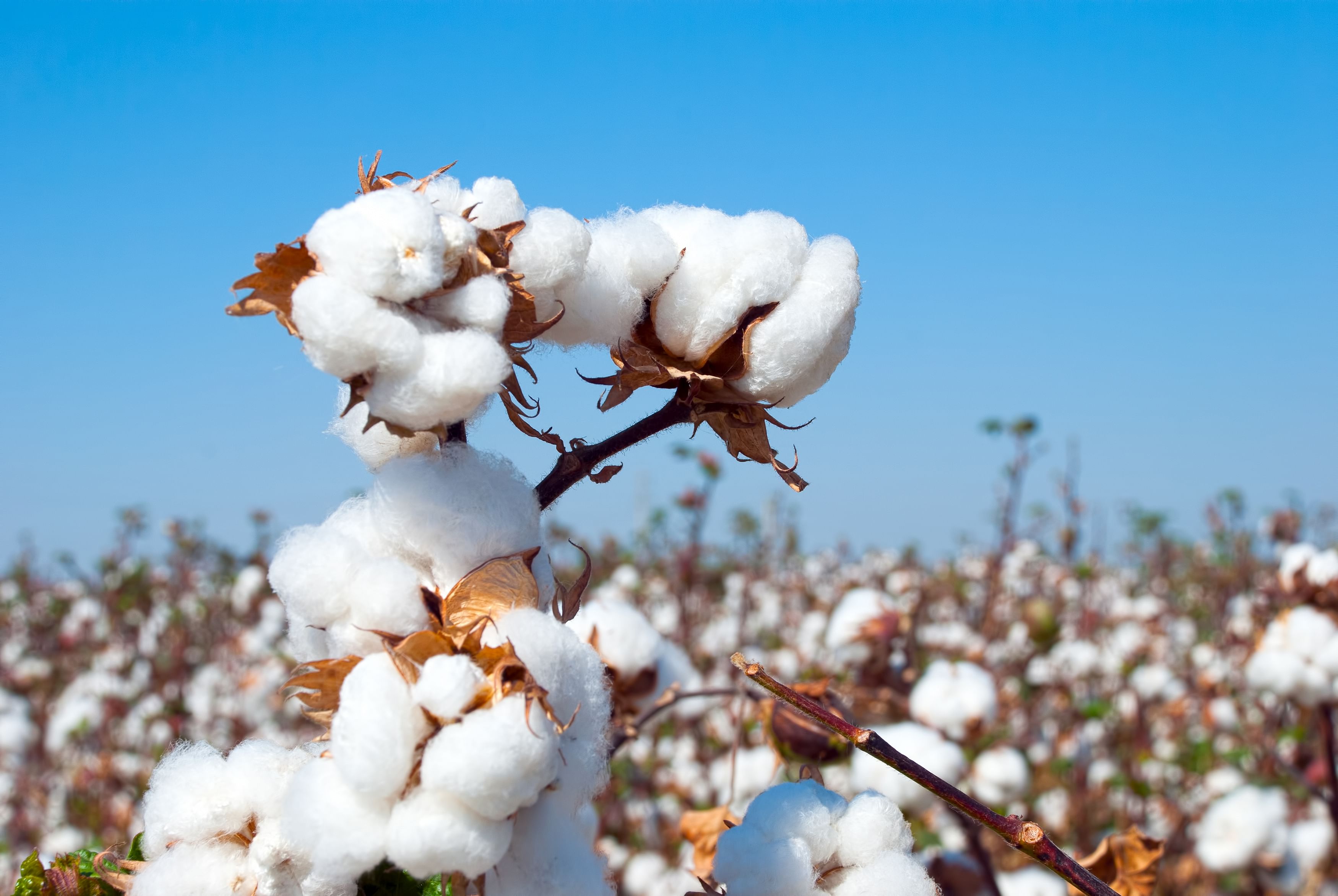 The Best Time and Best Ways to Grow Cotton!