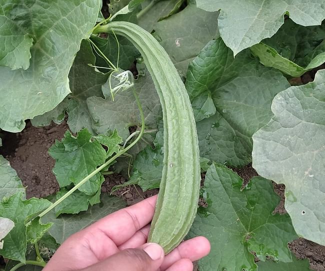 Ridge Gourd  Gallery