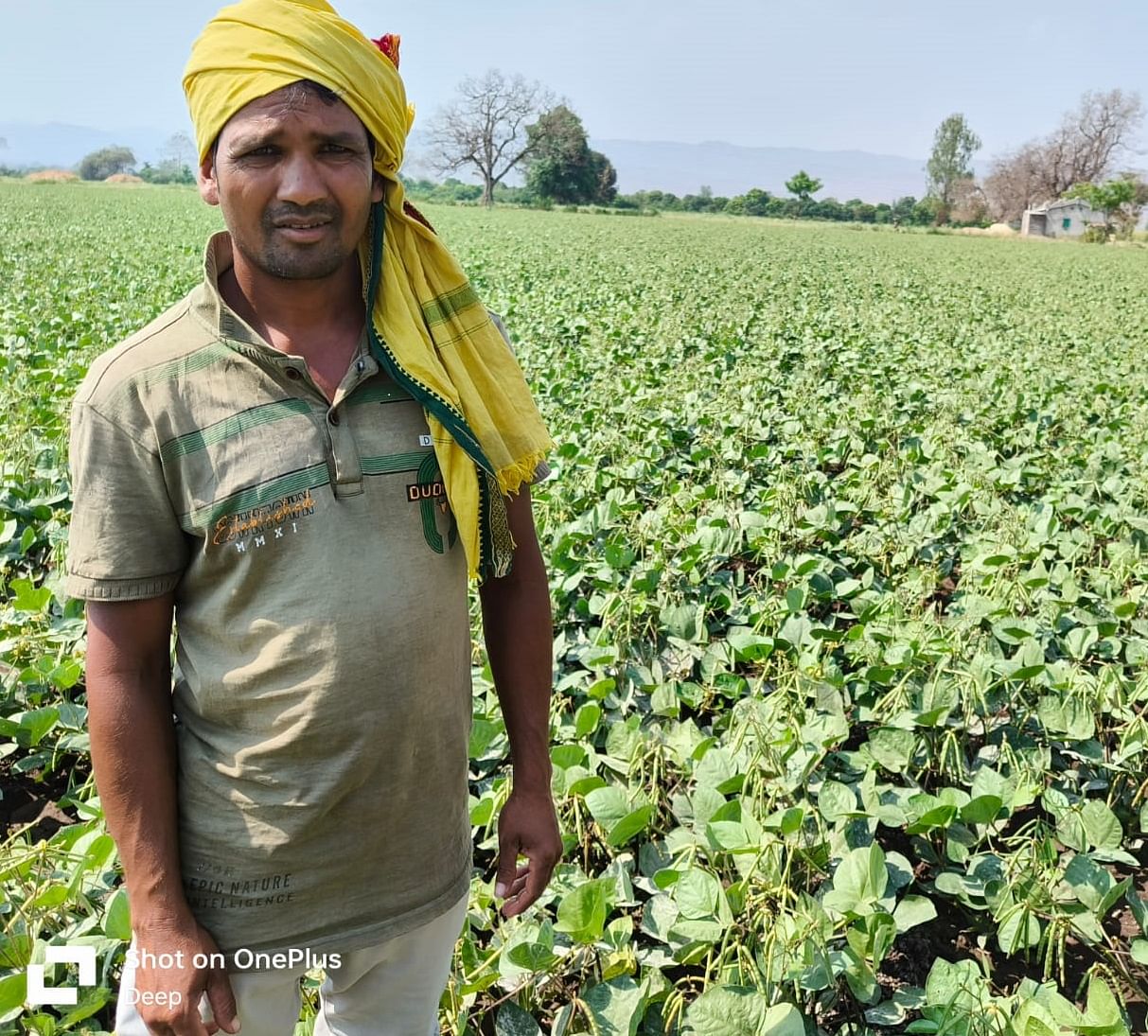 Moong ( मूंग )