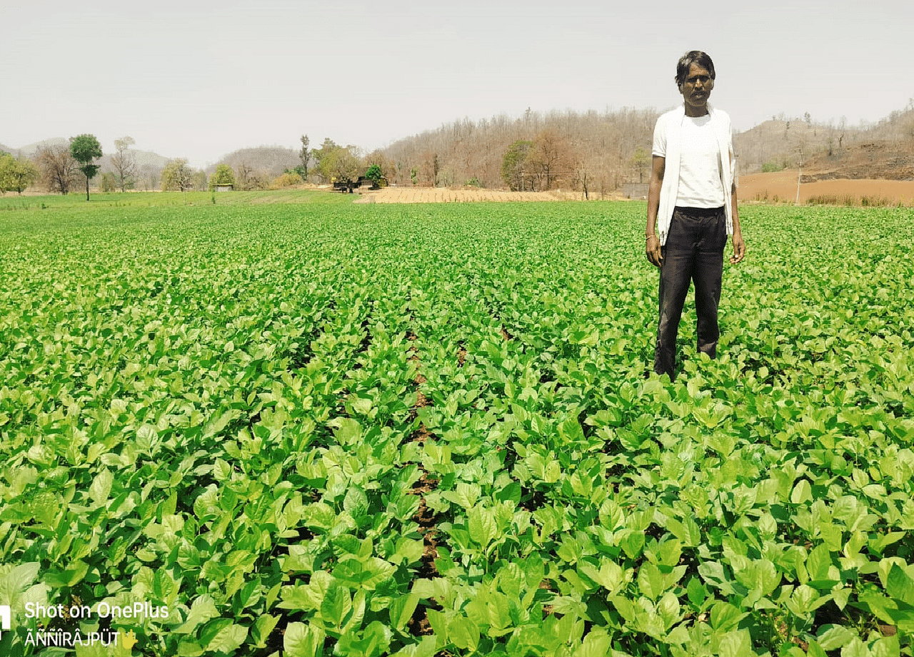 Moong ( मूंग )