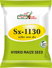 Sx-1130, Best Maize Seeds,  Thumbnail Image